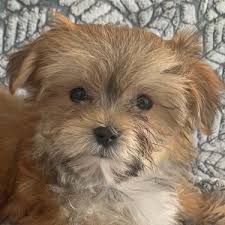 Check spelling or type a new query. Morkies Heavenly Puppies