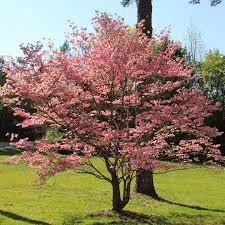 We did not find results for: Red Dogwood Trees For Sale Brighterblooms Com