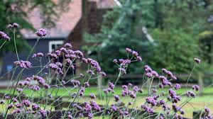 Find out how to keep your dogs safe here. 13 Plants Toxic To Dogs Cats People Toxic Garden Plants