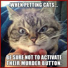 I Gste When It Happens Funny Animal Pictures Funny Animals Cats
