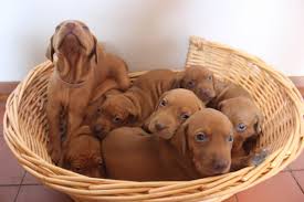 Obedience training, housebreaking, dog diet & nutrition Hungarian Vizsla Puppies For Sale Garden Grove Ca 132198