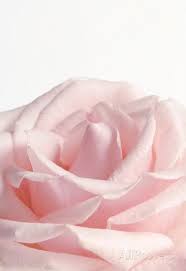 Maybe you would like to learn more about one of these? Powder Pink Rose I Prints Allposters Com Pink Flower Pictures Pink Flowers Pastel Pink Aesthetic