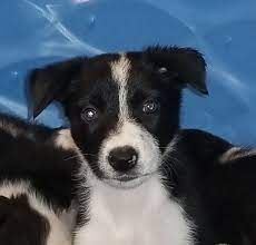 Border Collie Puppy For Sale In Groveland Fl Adn 32119 On Puppyfinder Com Gender Female Age Collie Puppies For Sale Border Collie Puppies Puppies For Sale