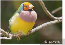 Find over 100+ of the best free gouldian finch images. Orange Headed Gouldian Finch Poster Pixers We Live To Change