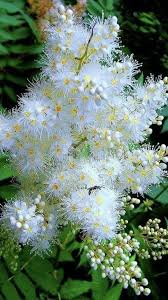 Marzo fiorellini bianchi sottobosco : Wiktionary Frequency Lists Italian50k Integratori Per La Prostata Con Fiori Di Botswana Video