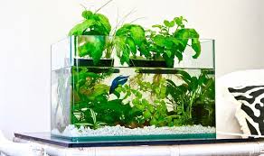 Do you like the natural. How To Improve Fish Tank Health With Aquaponics Systems And Herbal Gardens The Permaculture Research Institute