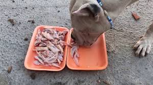 dogo arjantin kopek cig tavuk yeme youtube
