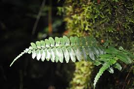 Image result for Asplenium simii
