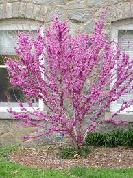Between eastern and western redbuds though, the latter registers a longer life expectancy. Eastern Redbud A Spectacular Native Tree Perennially Yours