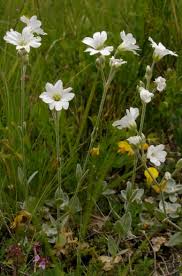 Image result for Cerastium afromontanum