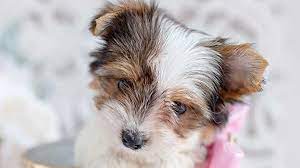 Yorkshire terrier and rat terrier. Biewer Terrier Price Temperament Life Span