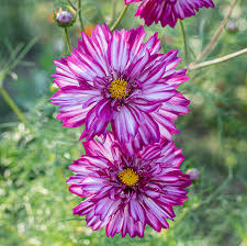 Image result for Cosmos bipinnatus