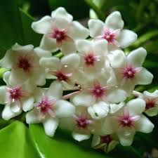 Hoya Anulata Ns05 055 A Nice Hoya Not At Least For Those Who Are Looking For Hoyas Without Scent Flower Identification Hoya Plants Wax Flowers