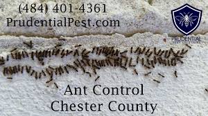 It depends on a few key factors—one of them being your age. How Often Should The Exterminator Come To My House Prudential Pest Solutions