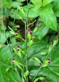 Image result for Acroceras zizanioides