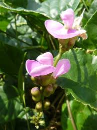 Image result for Canavalia cathartica