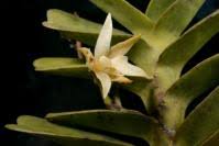 Image result for Rangaeris