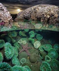 Tide Pool Beautiful Ocean Pictures Sea Photography Underwater Photography