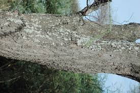 Image result for Acacia brevispica