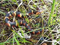 Nerodia Fasciata Confluens Broad Banded Water Snake Snake Pretty Snakes Beautiful Snakes