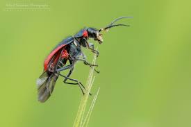 Image result for Malaxis schliebenii