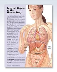 Internal Organs Anatomy Poster Human Anatomy Female Human Body Anatomy Human Body Organs