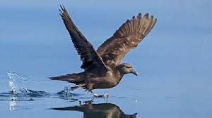 Grey Bird With Red Neck Pin On Birds