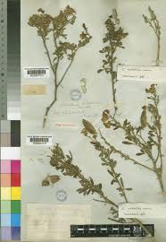 Image result for Crotalaria natalitia