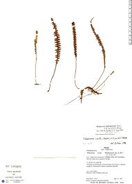 Image result for Melpomene flabelliformis