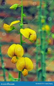 Image result for Crotalaria spectabilis
