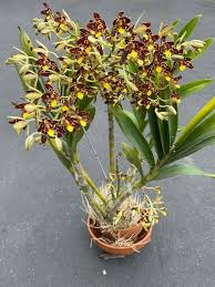 Image result for Ansellia