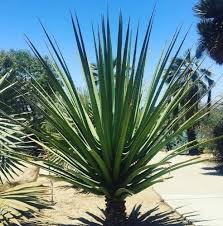 Image result for Maerua grantii