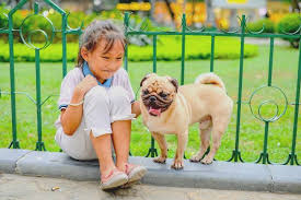 Pug Kopegi Irki Hakkinda Bilinmesi Gereken Her Sey