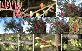 Image result for Tapinanthus oleifolius