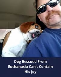 Rescuing a chipmunk from a close call