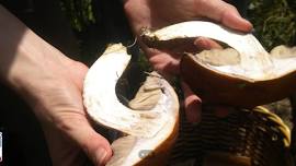 Introduction to Mushrooms in Rocky Mountain National Park