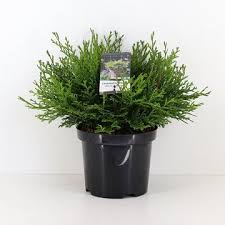 Image result for Ficus pygmaea