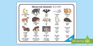 Maybe you would like to learn more about one of these? Nocturnal Animals Word Mat English Mandarin Chinese
