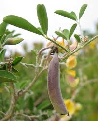 Image result for Crotalaria capensis