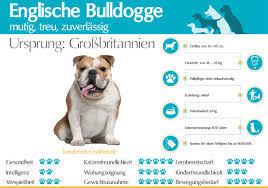 The english bulldog is a muscular dog with short legs that look slightly bowed. Englische Bulldogge Steckbrief Rasseportrait Informationen