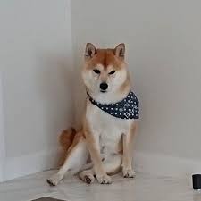 犬 おしゃれまとめの人気アイデア pinterest cat tiger 柴犬 タヌキ 犬