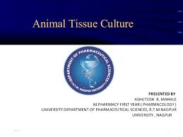 Learn vocabulary, terms and more with flashcards, games and other study tools. Basic Of Animal Cell Culture
