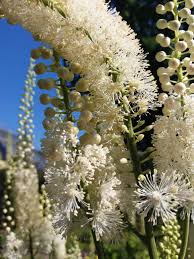 Image result for Bambekea racemosa