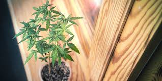 Dieser artikel liefert einen überblick, was man dazu an technik braucht. Wie Du Cannabis In Verschiedenen Teilen Deines Zuhauses Anbaust Zamnesia Blog