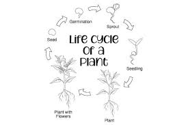 They can really let their imaginations fly, and create a unique picture to give to their loved ones, or for you to hang up in the class or at home. Plant Life Cycle For Kids Free Worksheets Mombrite