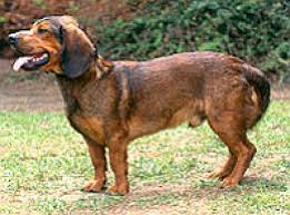 Image result for alpský brakýř jezevčíkovitý