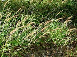 Image result for Cenchrus ciliaris