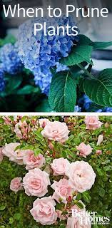 What To Prune When In Your Garden For The Healthiest Plants Plants Flowers Perennials Garden Shrubs