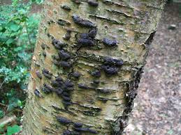 Image result for Hypoxylon multiforme