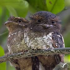 Birds That Cannot Fly In India Pin On Funny